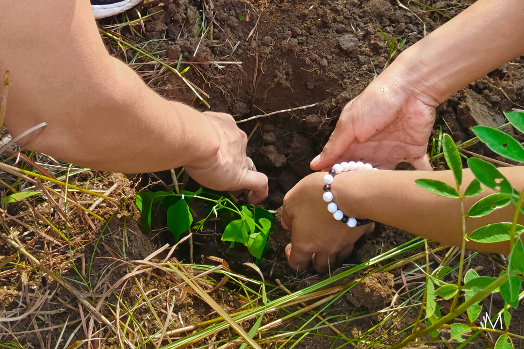 TREE PLANTING 2024_2